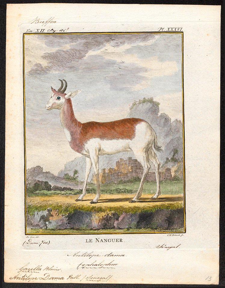 Antilope dama - 1700-1880 - Print - Iconographia Zoologica - Special Collections University of Amsterdam - UBA01 IZ21400097