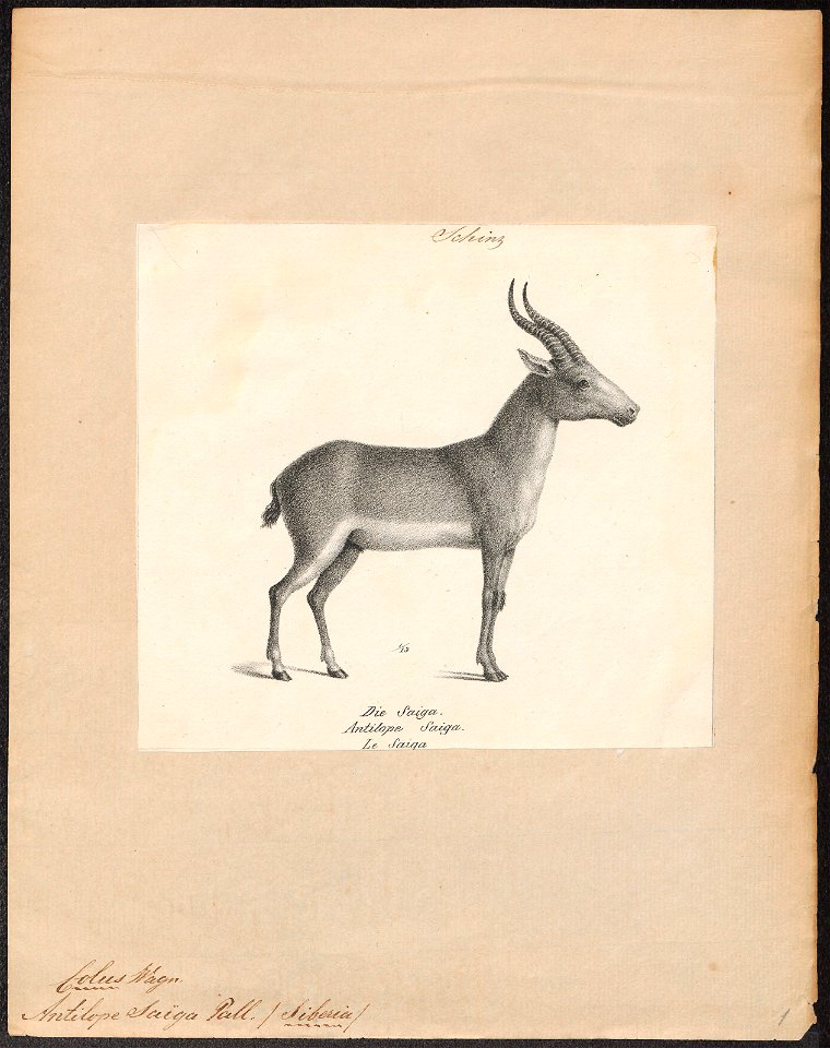 Antilope saïga - 1809-1845 - Print - Iconographia Zoologica - Special Collections University of Amsterdam - UBA01 IZ21400241