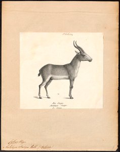 Antilope saïga - 1809-1845 - Print - Iconographia Zoologica - Special Collections University of Amsterdam - UBA01 IZ21400241
