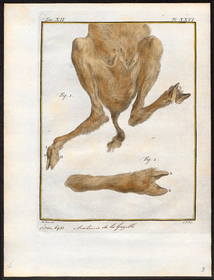 Antilope spec. - achterlijf - 1700-1880 - Print - Iconographia Zoologica - Special Collections University of Amsterdam - UBA01 IZ21400075