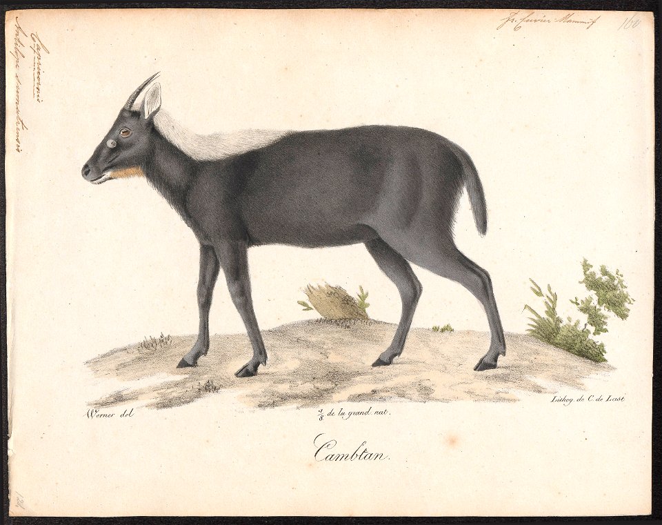 Antilope sumatrensis - 1818-1842 - Print - Iconographia Zoologica - Special Collections University of Amsterdam - UBA01 IZ21400185