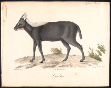 Antilope sumatrensis - 1818-1842 - Print - Iconographia Zoologica - Special Collections University of Amsterdam - UBA01 IZ21400185