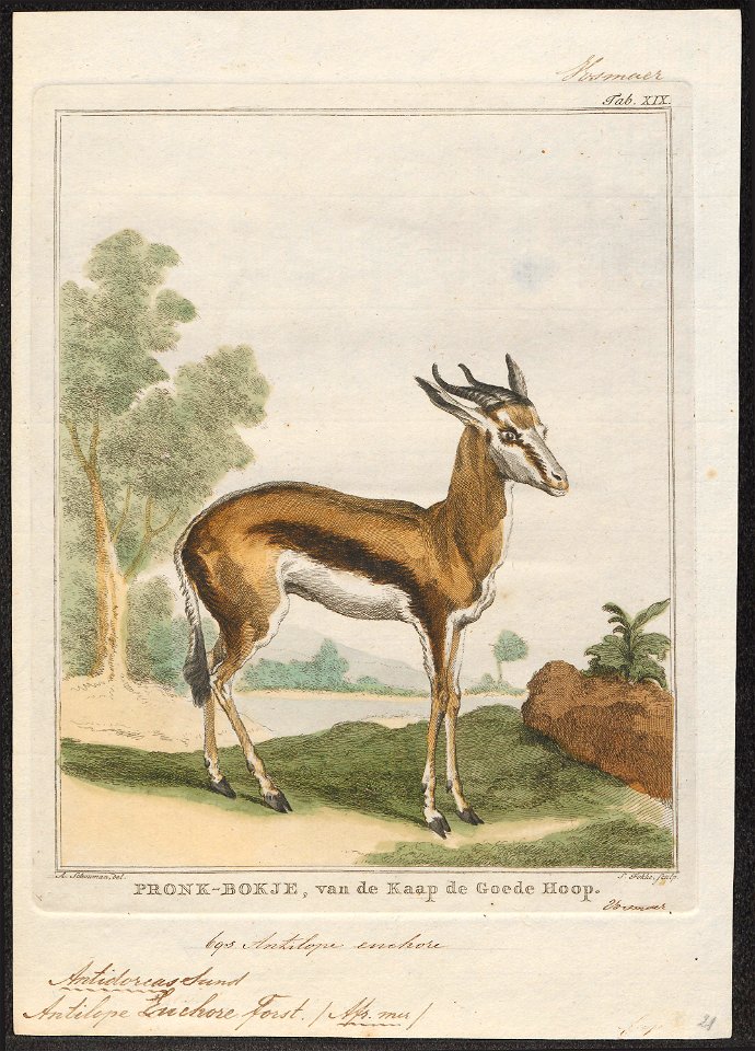 Antilope euchore - 1700-1880 - Print - Iconographia Zoologica - Special Collections University of Amsterdam - UBA01 IZ21400091