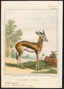 Antilope euchore - 1700-1880 - Print - Iconographia Zoologica - Special Collections University of Amsterdam - UBA01 IZ21400091