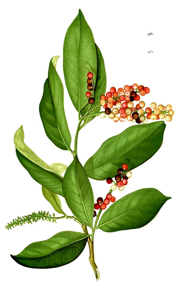 Antidesma bunius Blanco2.361-cropped