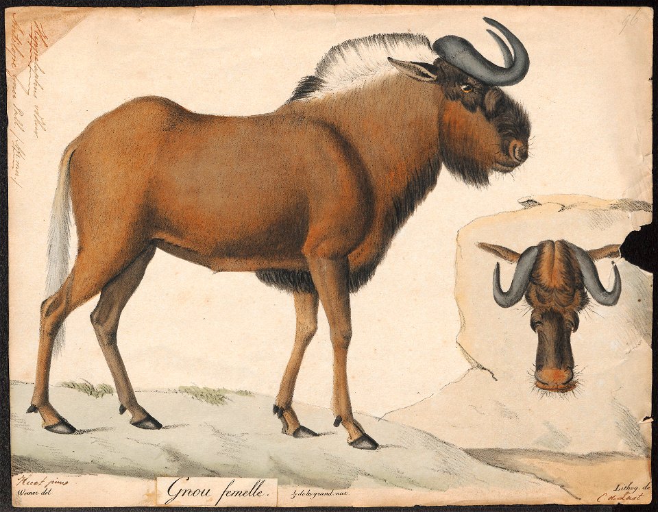Antilope gnu - 1818-1842 - Print - Iconographia Zoologica - Special Collections University of Amsterdam - UBA01 IZ21400293