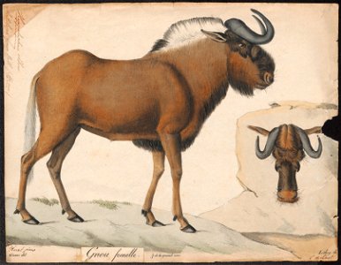 Antilope gnu - 1818-1842 - Print - Iconographia Zoologica - Special Collections University of Amsterdam - UBA01 IZ21400293