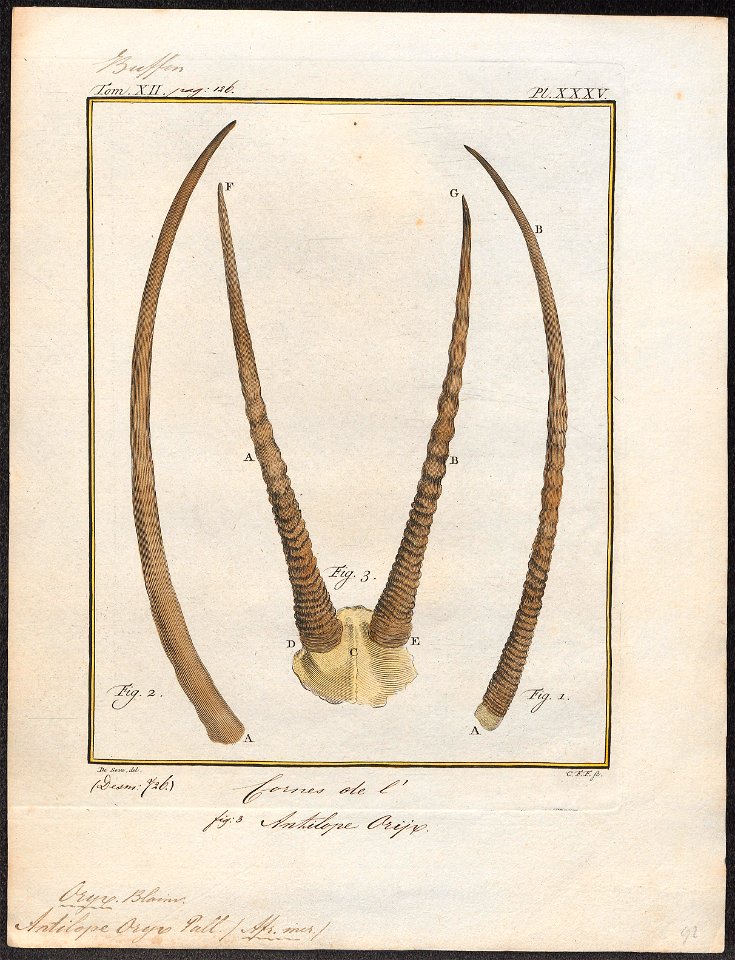 Antilope oryx - hoorns - 1700-1880 - Print - Iconographia Zoologica - Special Collections University of Amsterdam - UBA01 IZ21400007