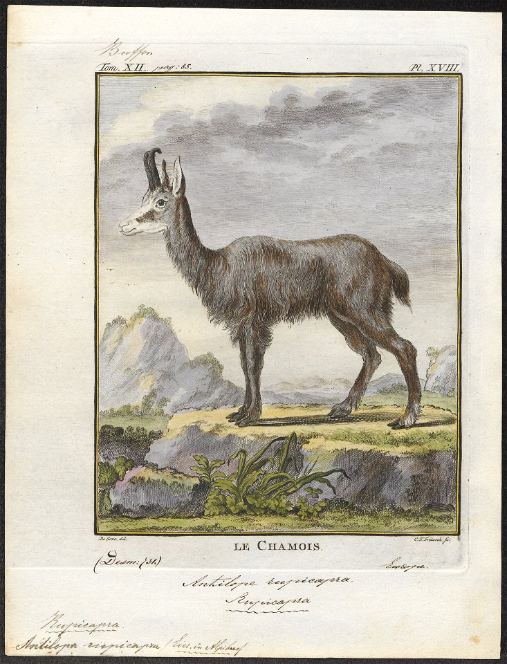 Antilope rupicapra - 1700-1880 - Print - Iconographia Zoologica - Special Collections University of Amsterdam - UBA01 IZ21400215