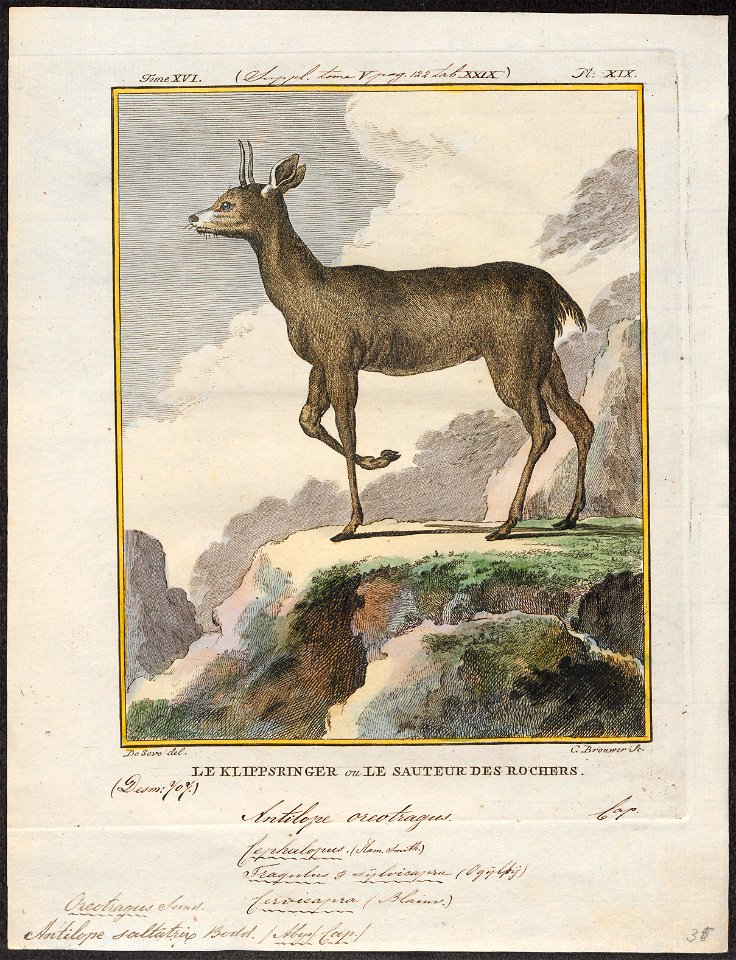 Antilope saltatrix - 1700-1880 - Print - Iconographia Zoologica - Special Collections University of Amsterdam - UBA01 IZ21400115