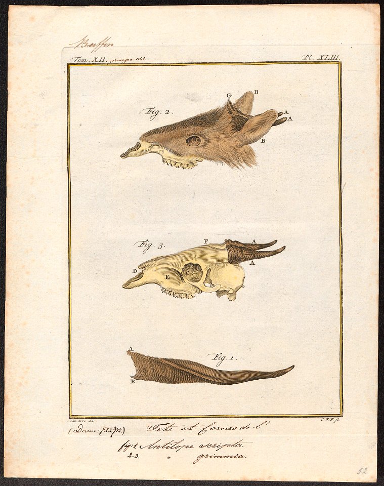 Antilope scripta - hoorn - 1700-1880 - Print - Iconographia Zoologica - Special Collections University of Amsterdam - UBA01 IZ21400259