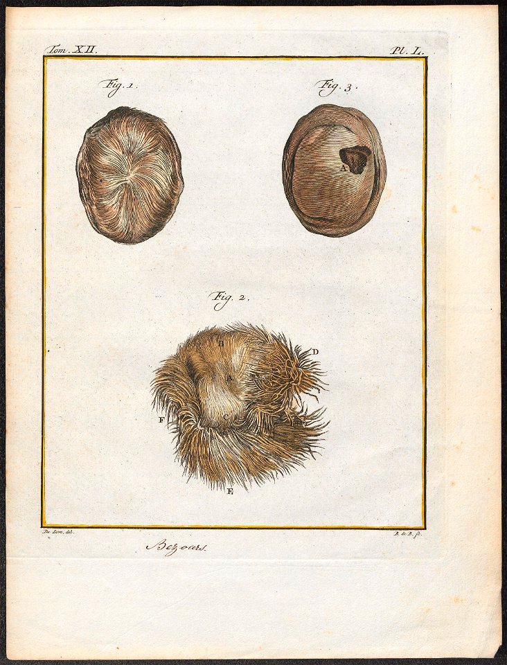 Antilope spec. - maaginhoud - 1700-1880 - Print - Iconographia Zoologica - Special Collections University of Amsterdam - UBA01 IZ21400237