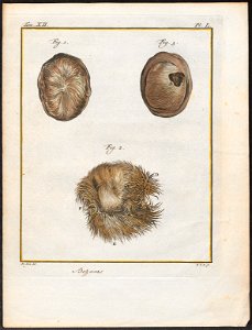 Antilope spec. - maaginhoud - 1700-1880 - Print - Iconographia Zoologica - Special Collections University of Amsterdam - UBA01 IZ21400237