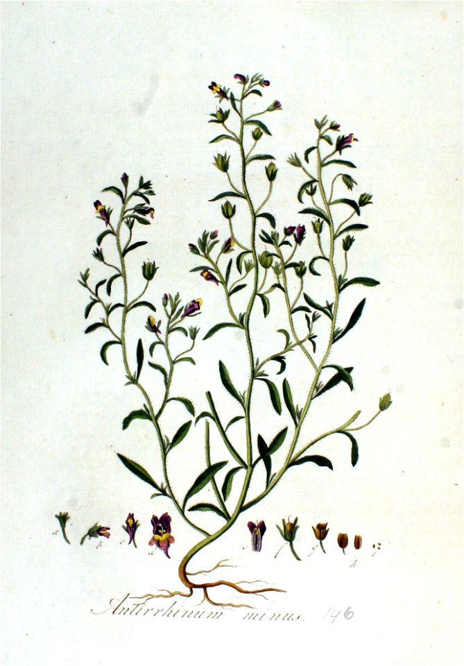 Antirrhinum minus — Flora Batava — Volume v2