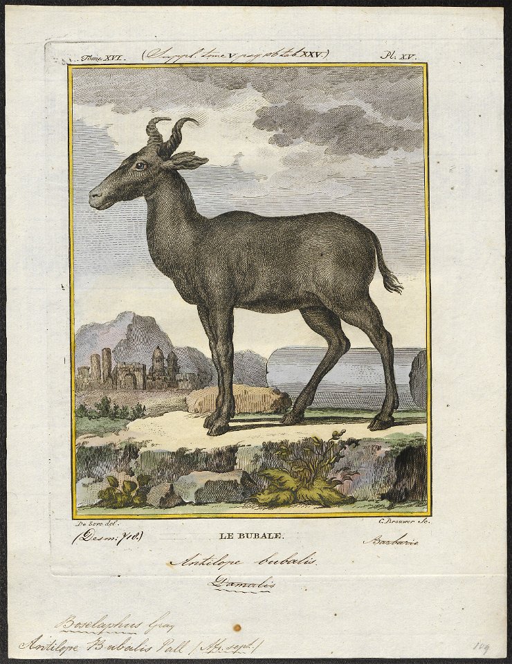 Antilope bubalis - 1700-1880 - Print - Iconographia Zoologica - Special Collections University of Amsterdam - UBA01 IZ21400119