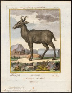 Antilope bubalis - 1700-1880 - Print - Iconographia Zoologica - Special Collections University of Amsterdam - UBA01 IZ21400119