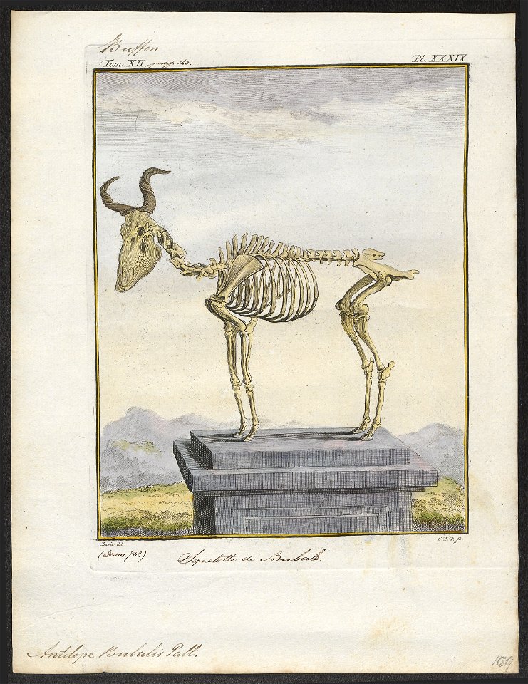 Antilope bubalis - skelet - 1700-1880 - Print - Iconographia Zoologica - Special Collections University of Amsterdam - UBA01 IZ21400127
