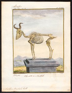Antilope bubalis - skelet - 1700-1880 - Print - Iconographia Zoologica - Special Collections University of Amsterdam - UBA01 IZ21400127