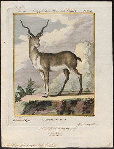 Antilope cervicapra - 1700-1880 - Print - Iconographia Zoologica - Special Collections University of Amsterdam - UBA01 IZ21400033