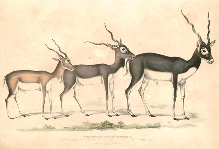 Antilope cervicapra rupicapra Hardwicke