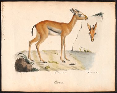 Antilope dorcas - 1700-1880 - Print - Iconographia Zoologica - Special Collections University of Amsterdam - UBA01 IZ21400061