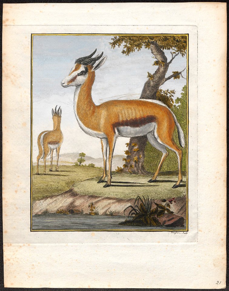 Antilope euchore - 1700-1880 - Print - Iconographia Zoologica - Special Collections University of Amsterdam - UBA01 IZ21400087
