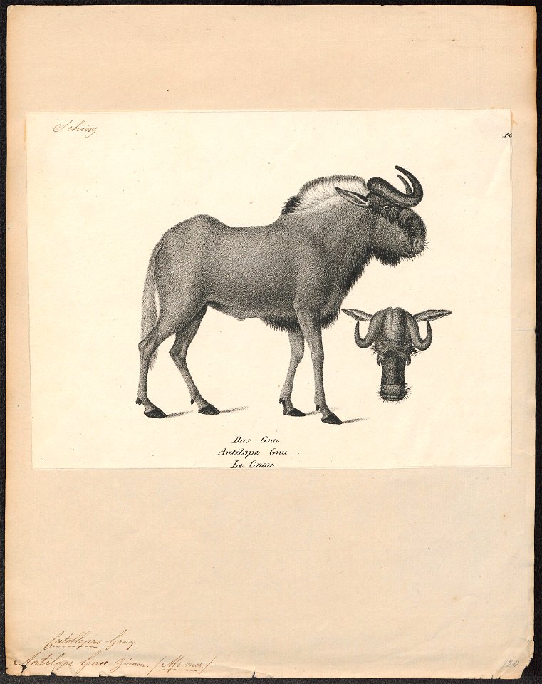 Antilope gnu - 1809-1845 - Print - Iconographia Zoologica - Special Collections University of Amsterdam - UBA01 IZ21400287