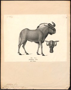 Antilope gnu - 1809-1845 - Print - Iconographia Zoologica - Special Collections University of Amsterdam - UBA01 IZ21400287