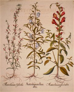 Antirrhinum sylvestre-Antirrhinum flore albo-Antirrhinum floumbro