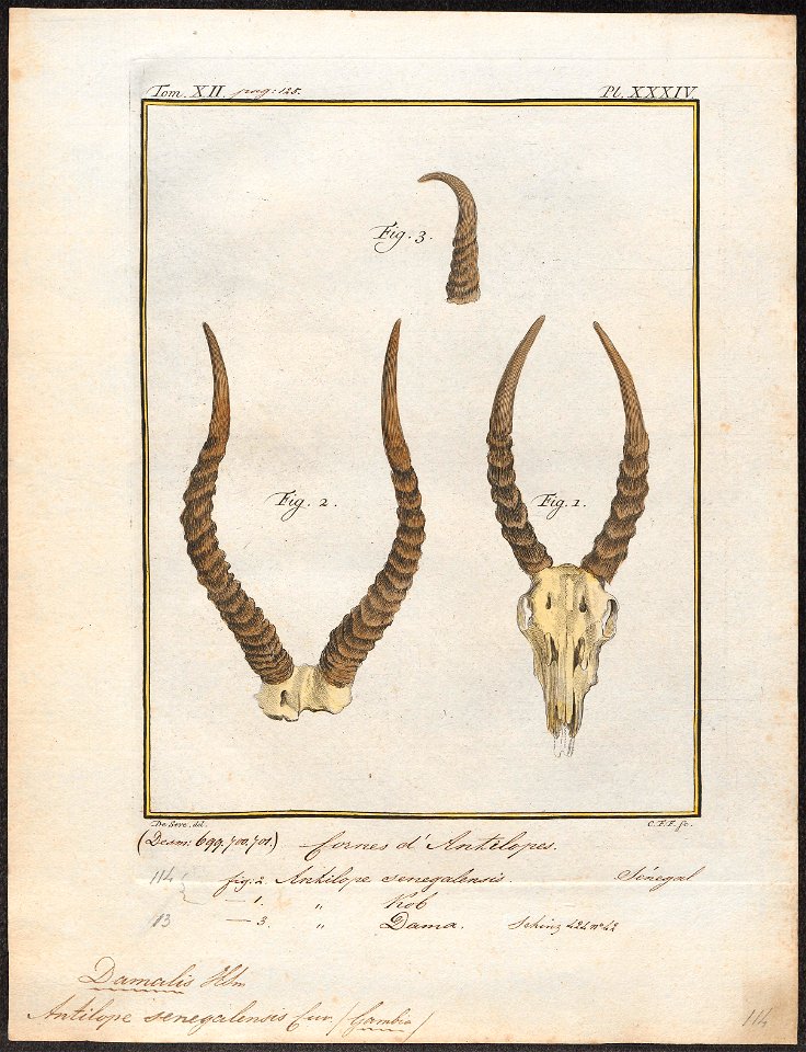 Antilope koba - hoorns - 1700-1880 - Print - Iconographia Zoologica - Special Collections University of Amsterdam - UBA01 IZ21400137