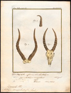 Antilope koba - hoorns - 1700-1880 - Print - Iconographia Zoologica - Special Collections University of Amsterdam - UBA01 IZ21400137