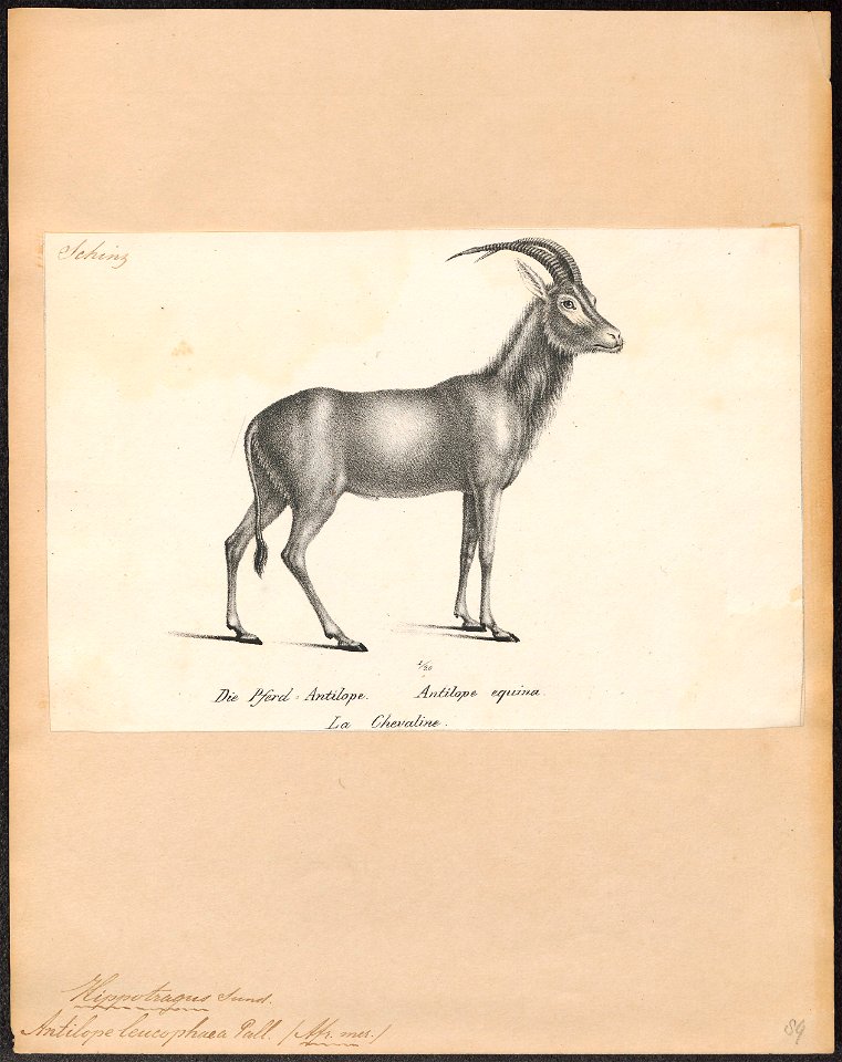 Antilope leucophaea - 1809-1845 - Print - Iconographia Zoologica - Special Collections University of Amsterdam - UBA01 IZ21400243
