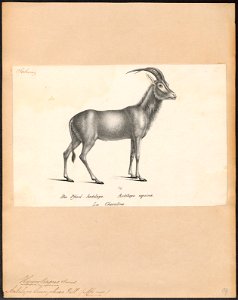 Antilope leucophaea - 1809-1845 - Print - Iconographia Zoologica - Special Collections University of Amsterdam - UBA01 IZ21400243