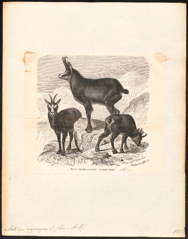 Antilope rupicapra - 1700-1880 - Print - Iconographia Zoologica - Special Collections University of Amsterdam - UBA01 IZ21400205