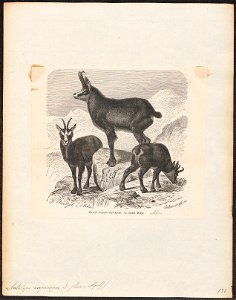 Antilope rupicapra - 1700-1880 - Print - Iconographia Zoologica - Special Collections University of Amsterdam - UBA01 IZ21400205