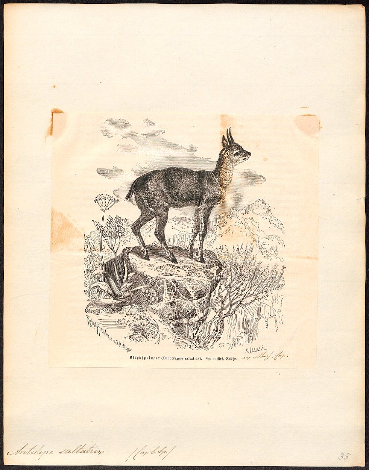 Antilope saltatrix - 1700-1880 - Print - Iconographia Zoologica - Special Collections University of Amsterdam - UBA01 IZ21400111