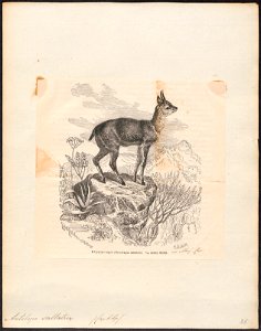 Antilope saltatrix - 1700-1880 - Print - Iconographia Zoologica - Special Collections University of Amsterdam - UBA01 IZ21400111