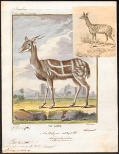 Antilope scripta - 1700-1880 - Print - Iconographia Zoologica - Special Collections University of Amsterdam - UBA01 IZ21400163