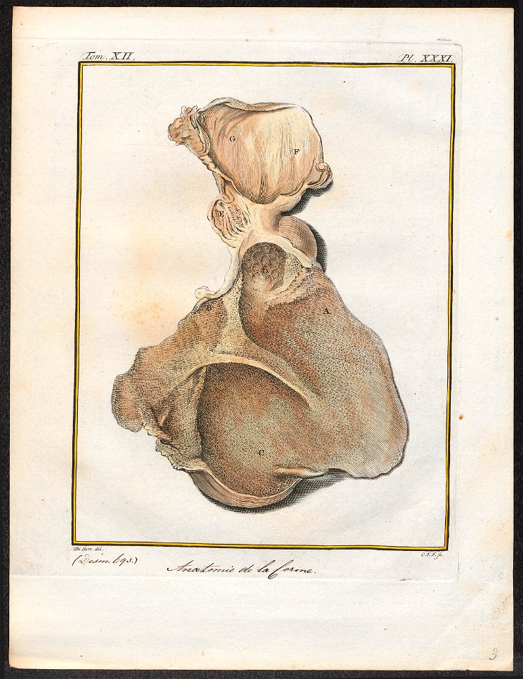 Antilope spec. - ingewanden - 1700-1880 - Print - Iconographia Zoologica - Special Collections University of Amsterdam - UBA01 IZ21400079