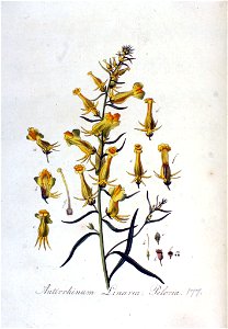 Antirrhinum linaria var. peloria — Flora Batava — Volume v3