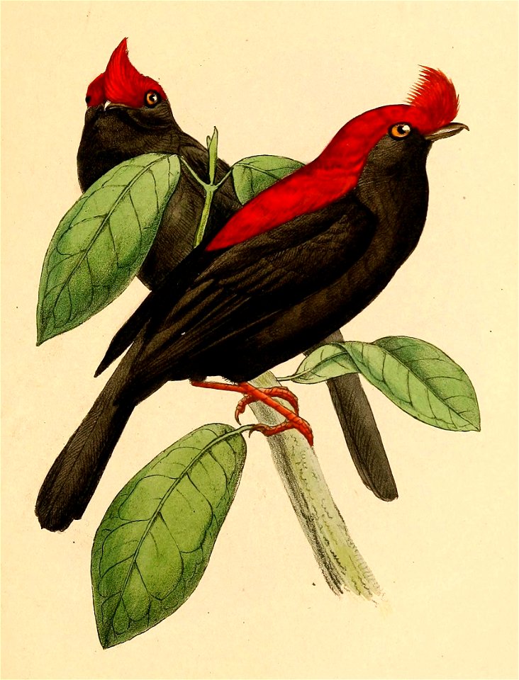 Antilophia galeata 1841