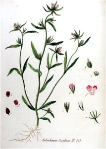 Antirrhinum orontium — Flora Batava — Volume v11