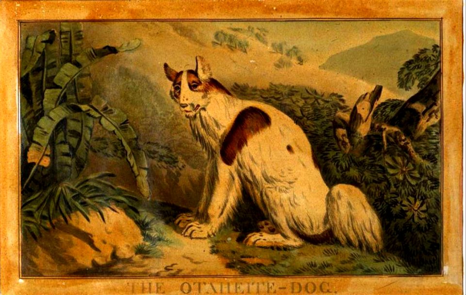 19, Otaheite Dog, Charles Catton's Animals (1788) (cropped)