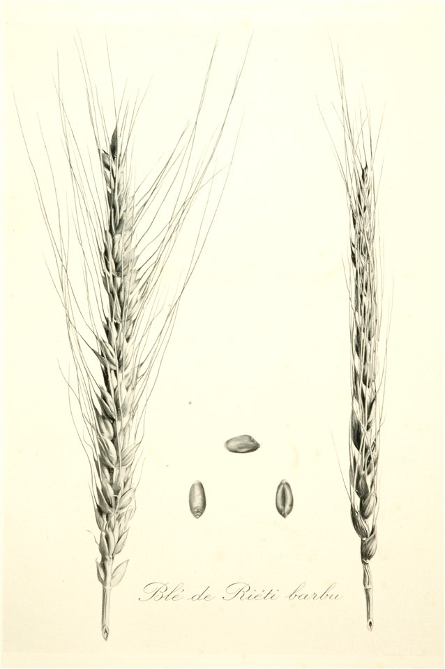 2-20 Blé de Riéti barbu Vilmorin