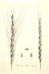 2-20 Blé de Riéti barbu Vilmorin