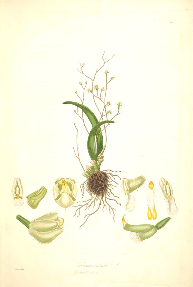 2 Trizeuxis falcata - John Lindley - Collectanea botanica (1821)