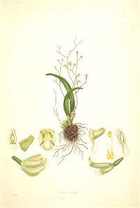 2 Trizeuxis falcata - John Lindley - Collectanea botanica (1821)
