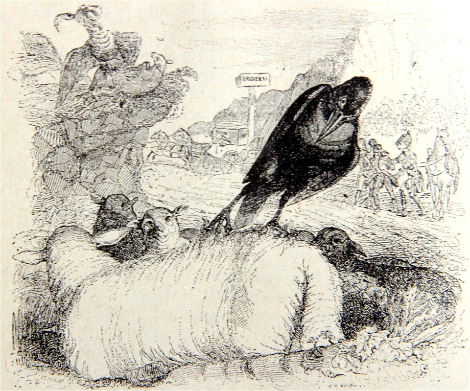 2-16-Le-corbeau-voulant-imiter