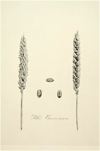 2-19 Blé Teverson Vilmorin