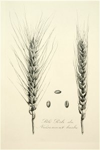 2-22 Blé Perle du Nuisement barbu Vilmorin